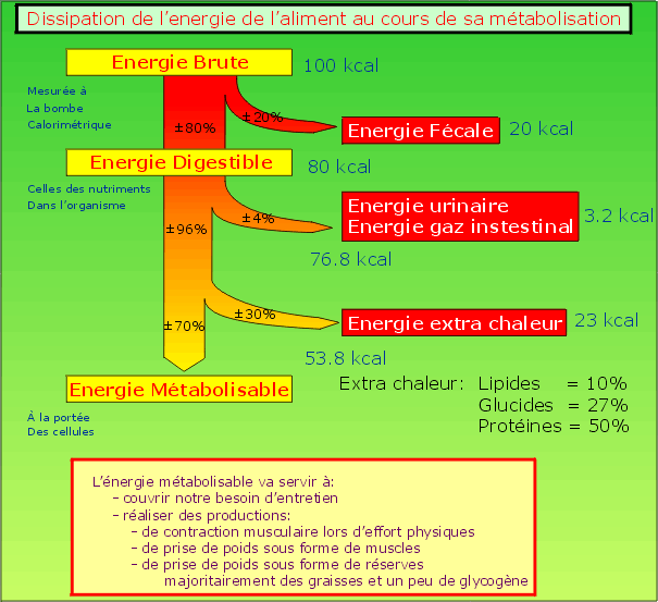 Le nettoyage des entozoaires les rappels